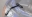 Picture of Rhino-Rack Bonnet-Boot Anchor Strap
